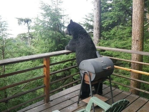 Bear on Wood Deck