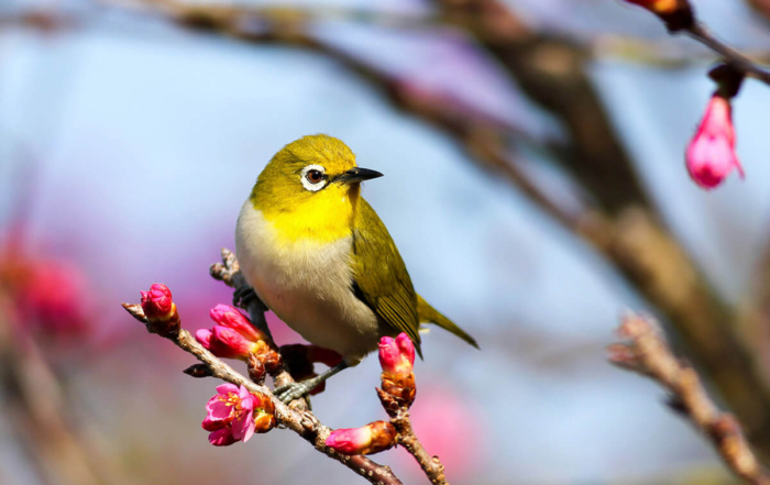 a little yellow bird on a branch with pink flowers