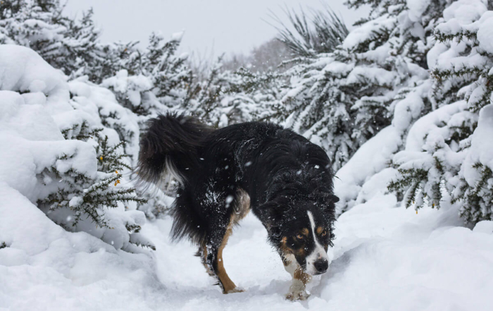 a dog playing in the snow