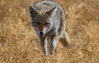 a coyote approaching through a field