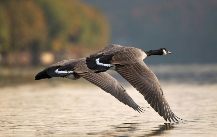 2 canadian geese flying low above the water