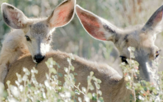 a baby deer and their mother in the grass