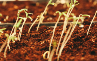 many seeds sprouting from the soil