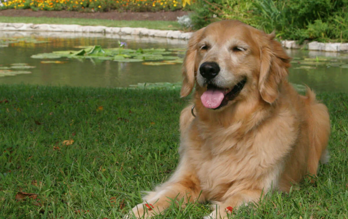 a golden retiever sitting on the lawn in front of a pond