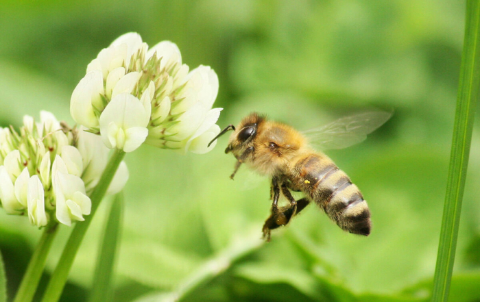 a bee hovering above a flower