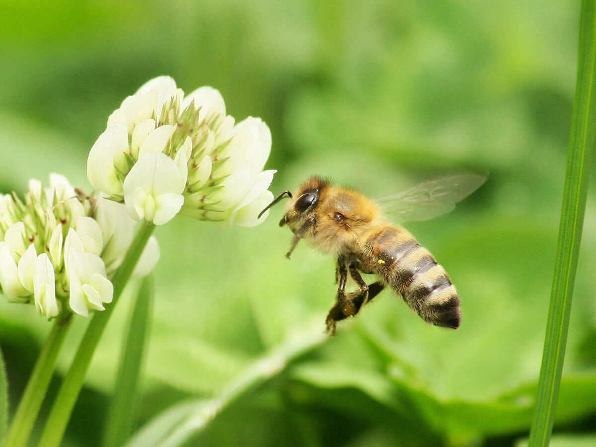 a bee hovering above a flower