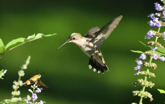 a hummingbird hovering above a flower