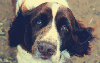 a springer spaniel giving you the puppy eyes