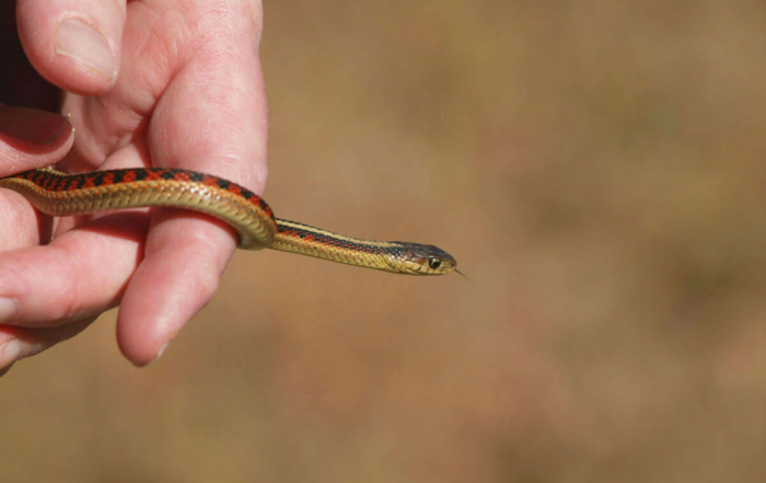 a man with a snake in his hands