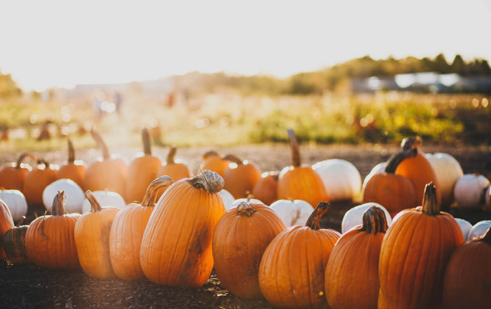 pumpkins in a field with the sun shining bright behind them