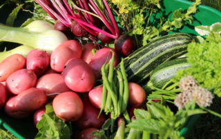 an assortment of fresh vegetables