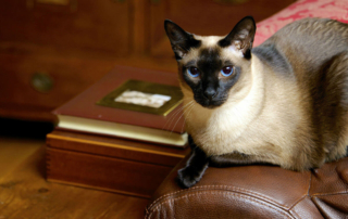 a cat sitting on the arm of a sofa