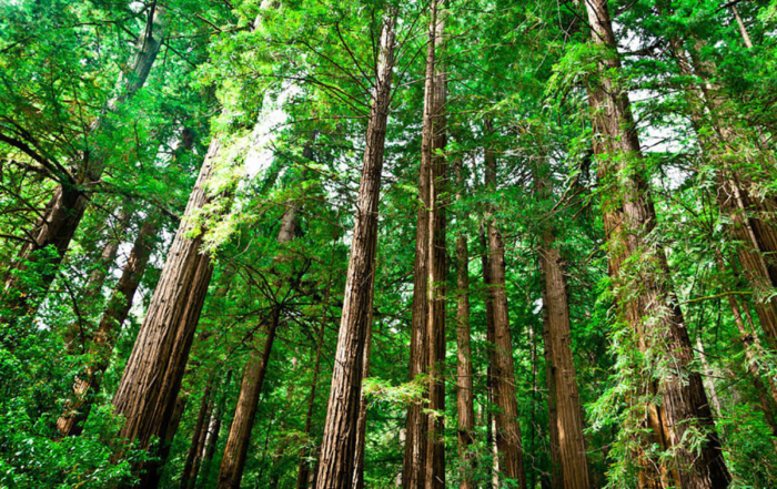 large trees in a redwood forest