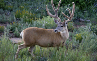 a male mule deer with a large rack