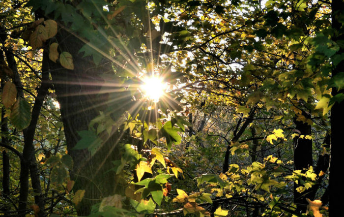 the sun shining through the trees in a forest