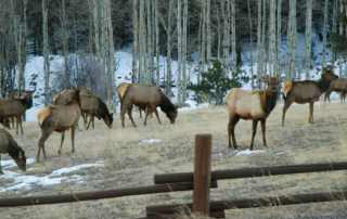 a herd of elk in a field behind a fence