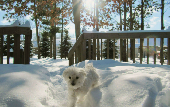 a dog running on a snow covered deck