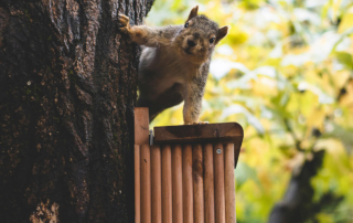 a squirrel peaking around a tree