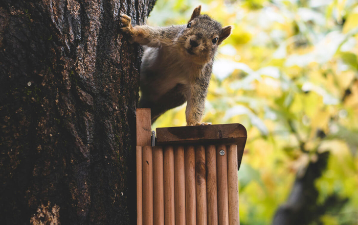 a squirrel peaking around a tree