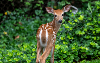 a fawn turning to look before entering the forest