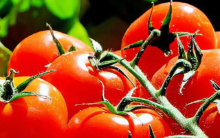 ripe tomatoes on the vine