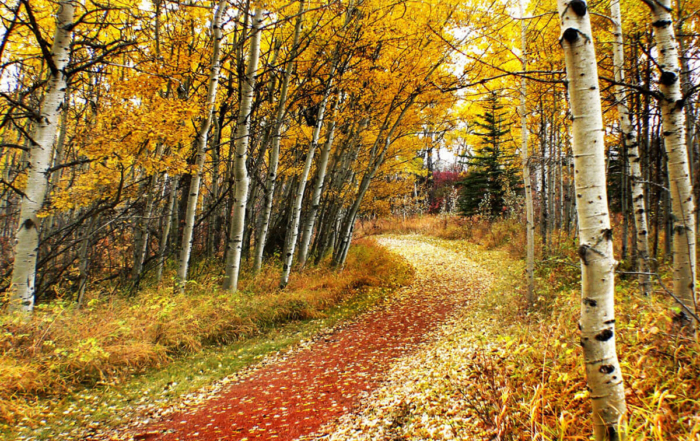 a trail covered in all the colors of autumn