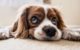 a dog looking sad with big eyes