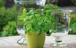 a pot of fresh herbs growing