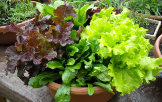 lush lettuce growing out of pots