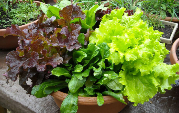 lush lettuce growing out of pots