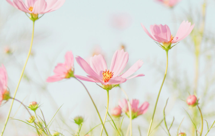 beautifully fresh pink flowers