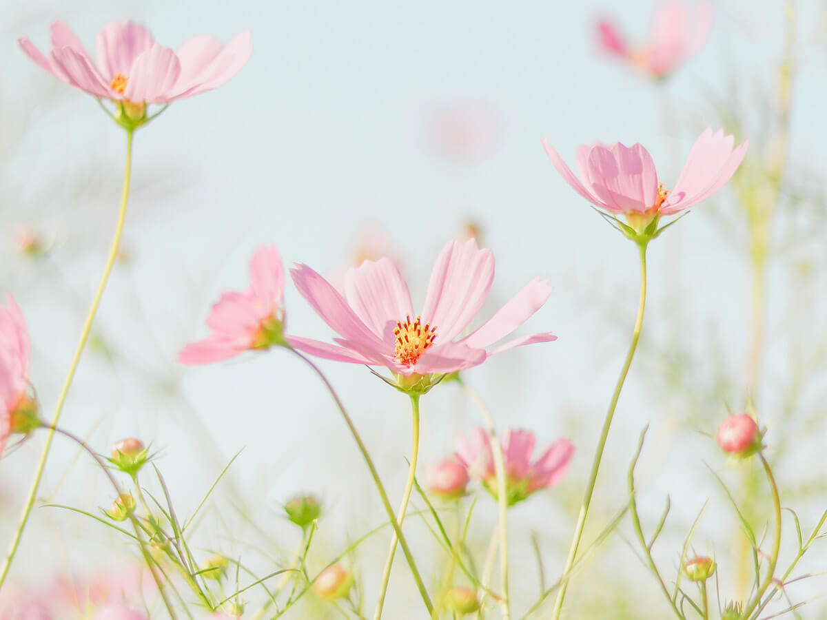 beautifully fresh pink flowers