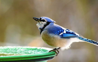 a bluejay sitting on a birdbath