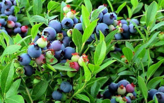 blueberries growing in a bushel