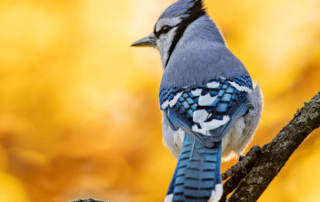 a bluejay on a branch with a stark yellow background