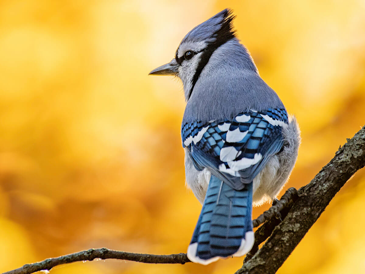 a bluejay on a branch with a stark yellow background