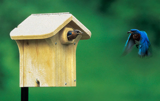 a colorful bird flying back to his nest