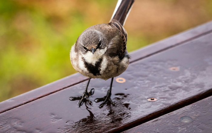 a bird sitting on a rained soak deck