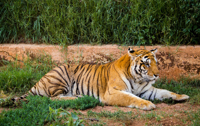 a majestic tiger laying down