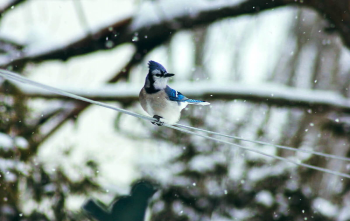 a bluejay on a snowy branch