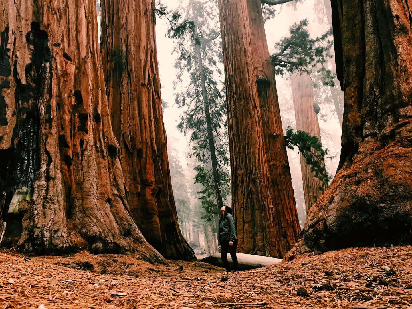 Heart Redwood