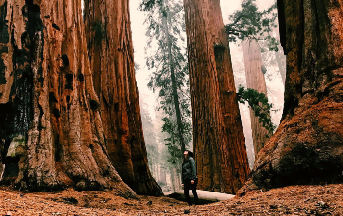 a person dwarfed standing next to redwood trees