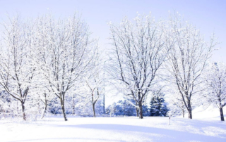 a wintery scene of snow covered trees