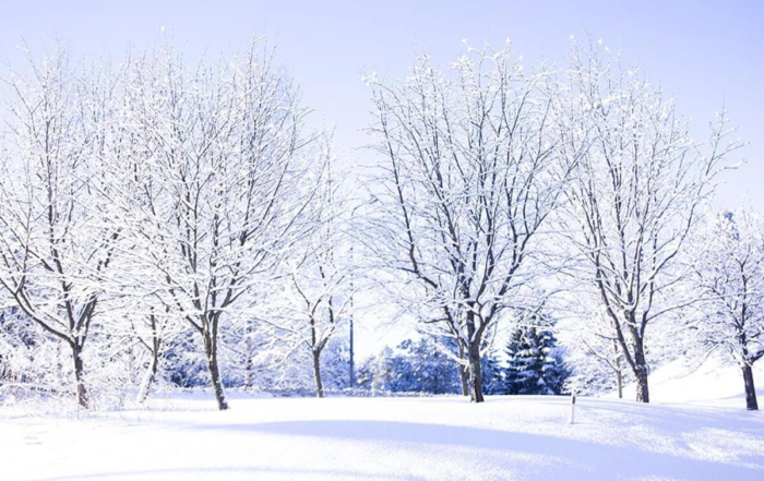 a wintery scene of snow covered trees