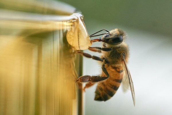 bee on a honey jar