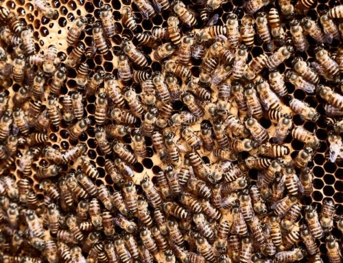 Colorado’s  Many Native Bees