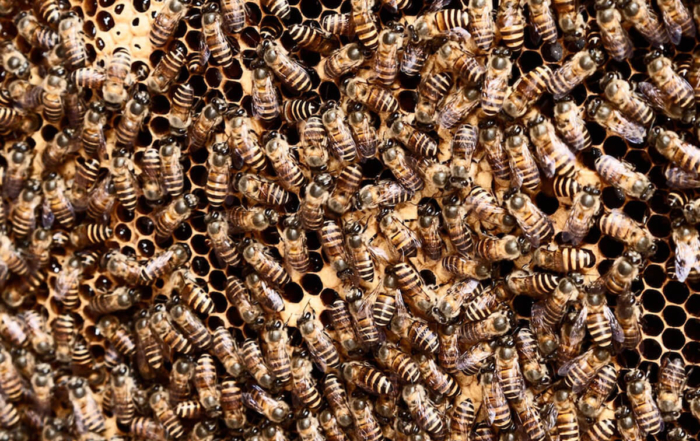 many bees on a hive