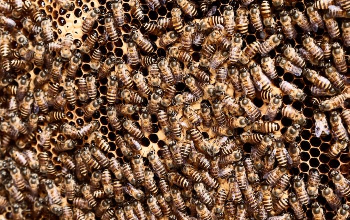 many bees on a hive