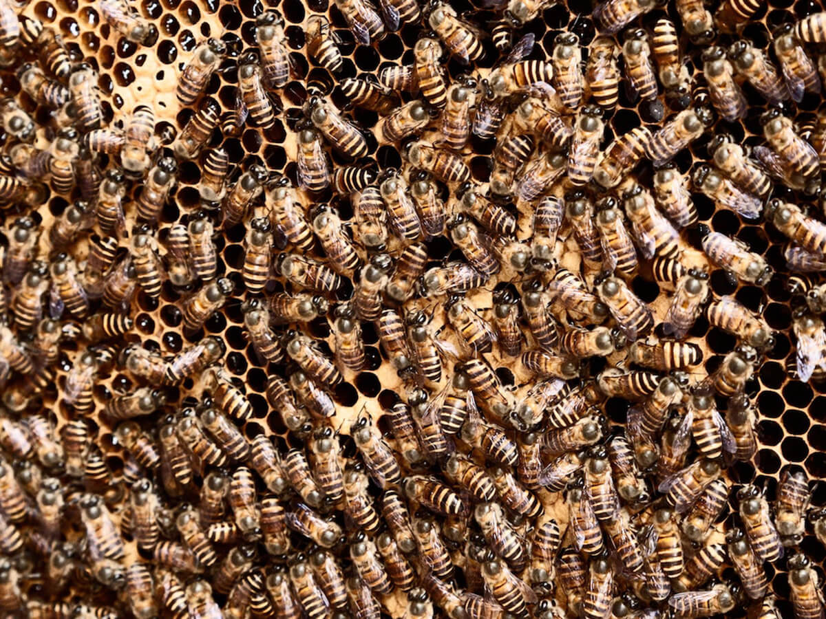 many bees on a hive