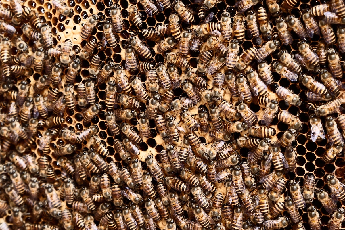 many bees on a hive